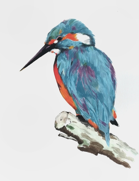 Kingfisher (from back)