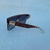 GAFAS ANIMAL PRINT - comprar online