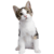Gatos