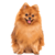 Perros