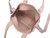 BOLSA MELISSA MINI DULCE BAG - 34413 - loja online
