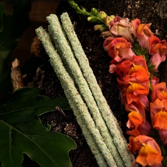 Imagen de Sahumerios línea Botanica