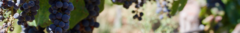 Banner da categoria Chile