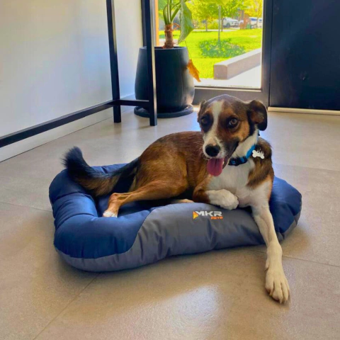 Cama Colchoneta Mona Perro/Gato - comprar online