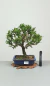 Bonsai de Cereja Ana 6 anos