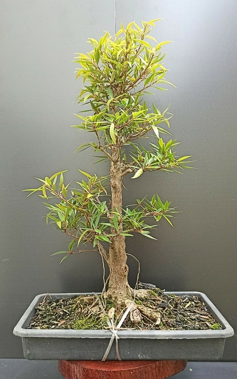 Pré bonsai de Ficus Nerifolia