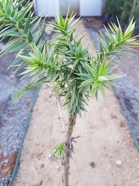 Enxerto Pinheiro Araucária