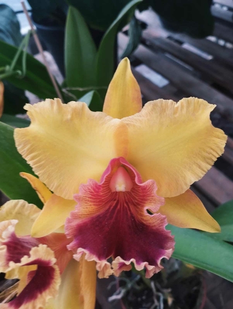 Blc. Alma Kee
