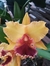 Blc. Alma Kee