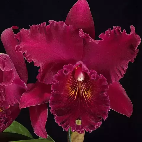 Blc. Chia Lin New City - comprar online