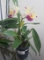 Blc. Goldenzelle Eggnog - comprar online