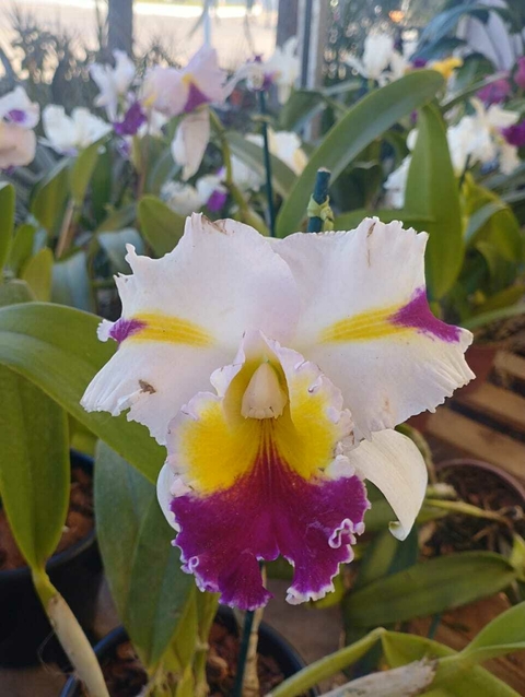 Blc. Goldenzelle X Mary Song
