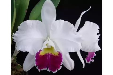 Blc. Mildred Rives