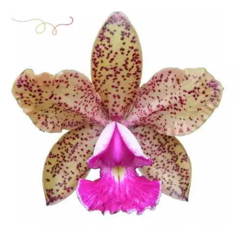 Blc. Pedra da Gávea X Pão de Açúcar