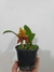 Bulbophyllum Claptonense X Bulbophyllum Frostii - comprar online