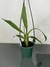 Catasetum Fdk. After Dark ''Sunset Valley Orchids'' - comprar online