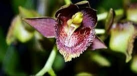 Catasetum Socco x Fimbriatum