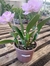 Cattleya Turandot Guaxupé - comprar online