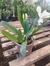 Cattleya Virginia Ruiz - comprar online