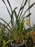 Cymbidium Madidum - comprar online