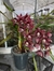 Cymbidium Kiwi Baron - comprar online