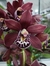 Cymbidium Kiwi Baron na internet