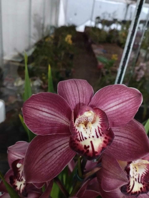 Cymbidium Victor Muller X Cymbidium Erythraeum