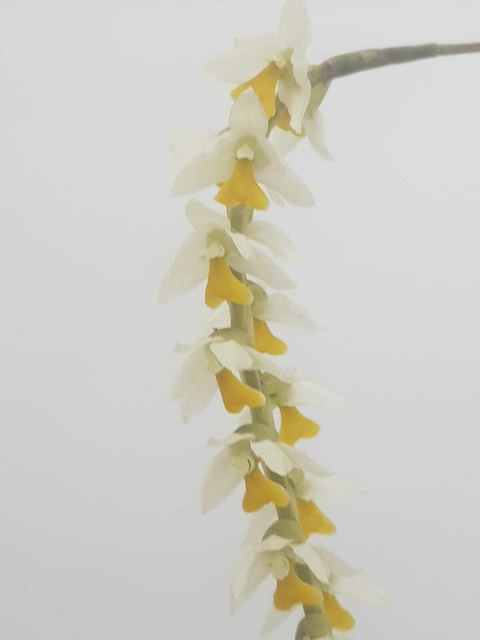 Dencrochilum Cobbianum