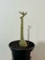 Rosa do Deserto Negra Tokio - comprar online