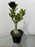 Rosa do Deserto Negra - comprar online