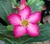 Rosa do Deserto Rosa