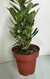 Rosa do Deserto Rosa - comprar online