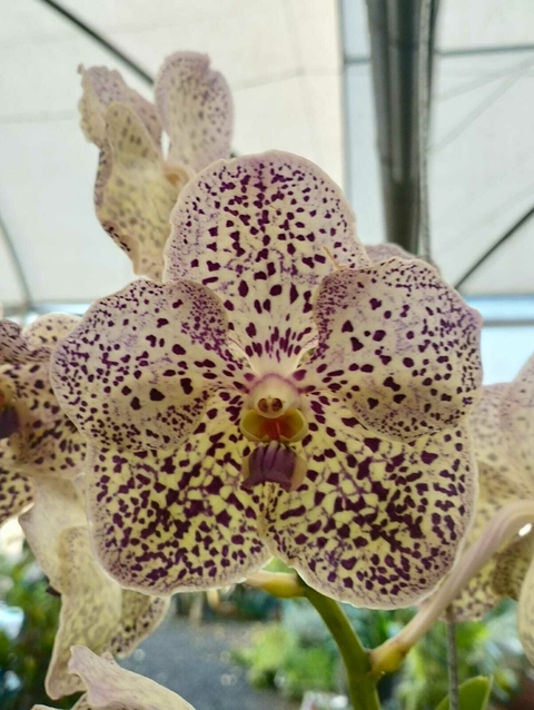 Vanda Gordon DIlon ''Lea''