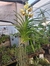 Vanda Kulwadee Fragrance x Suksamran Spots - comprar online