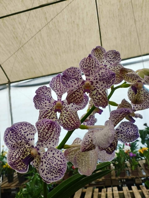 Vanda Yano Blue