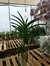 Vanda Yano Blue - comprar online