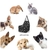 CADEIRINHA PET ASSENTO CADEIRA CARRO PARA CAO GATO CACHORRO PASSEIO TRANSPORTE COM BOLSO na internet
