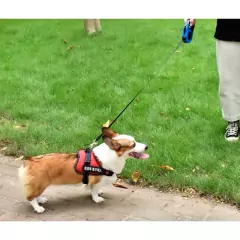 Coleira Guia Retrátil Para Cachorros pet 3/5 Metros na internet