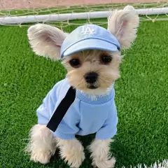 Teddy Chapéu De Sol Francês De Combate Bichon Corgi Pet Cap/Dog LA/Cachorro Pequeno NY Boné De Beisebol/Para/Sem Orelhas Animal De Estimação - Lojão da Alemoa