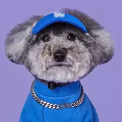 Teddy Chapéu De Sol Francês De Combate Bichon Corgi Pet Cap/Dog LA/Cachorro Pequeno NY Boné De Beisebol/Para/Sem Orelhas Animal De Estimação - comprar online