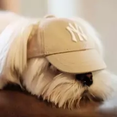 Teddy Chapéu De Sol Francês De Combate Bichon Corgi Pet Cap/Dog LA/Cachorro Pequeno NY Boné De Beisebol/Para/Sem Orelhas Animal De Estimação - Lojão da Alemoa