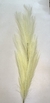 Flor C. Pluma (palha)