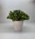 Vaso linhas horizontais com folhagem (verde) - comprar online
