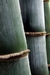 Difusor de Varetas 240ml • Bamboo - comprar online