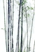 Vela Aromática 185g • Bamboo - comprar online