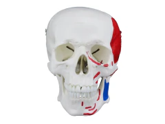 CRÂNIO HUMANO C/ MANDÍBULA MÓVEL C/ ORIGENS E INSERÇÕES MUSCULARES