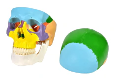 CRÂNIO HUMANO COLORIDO C/ MANDÍBULA MÓVEL E DENTES EXTRAÍVEIS EM 6 PARTES - comprar online