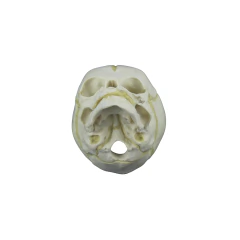 CRÂNIO HUMANO FETAL - ABEFA