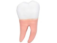 Imagem do DENTES EM 6 PARTES (INCISIVO, CANINO E MOLAR)