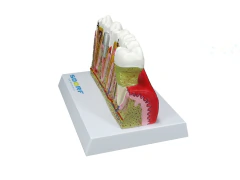 MODELO DE PATOLOGIAS DENTÁRIAS - ABEFA